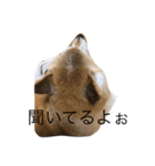 柴犬めぐお（個別スタンプ：7）