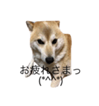 柴犬めぐお（個別スタンプ：8）