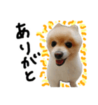 ぴのくんすたんぷ（個別スタンプ：5）