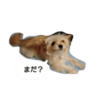 たこまるところちゃんのスタンプ（個別スタンプ：1）