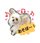 たこまるところちゃんのスタンプ（個別スタンプ：8）