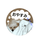たこまるところちゃんのスタンプ（個別スタンプ：11）