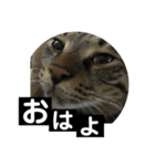 にゃん太 2（個別スタンプ：3）