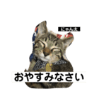 にゃん太 2（個別スタンプ：5）
