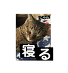 にゃん太 2（個別スタンプ：6）