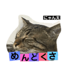 にゃん太 2（個別スタンプ：8）