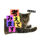 にゃん太 2（個別スタンプ：11）
