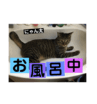 にゃん太 2（個別スタンプ：12）