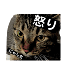 にゃん太 2（個別スタンプ：13）