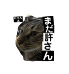 にゃん太 2（個別スタンプ：14）