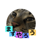 にゃん太 2（個別スタンプ：15）