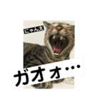 にゃん太 2（個別スタンプ：16）