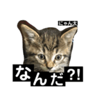 にゃん太 2（個別スタンプ：19）
