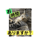 にゃん太 2（個別スタンプ：22）