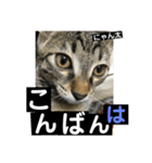 にゃん太 2（個別スタンプ：25）