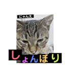 にゃん太 2（個別スタンプ：26）