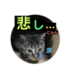 にゃん太 2（個別スタンプ：27）