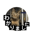 にゃん太 2（個別スタンプ：29）