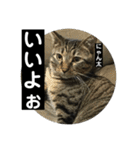 にゃん太 2（個別スタンプ：32）