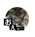 にゃん太 2（個別スタンプ：33）