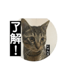 にゃん太 2（個別スタンプ：34）