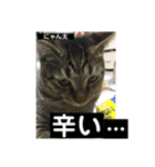 にゃん太 2（個別スタンプ：37）