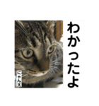 にゃん太 2（個別スタンプ：40）