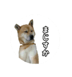 僕はあべfet.悟天（個別スタンプ：1）