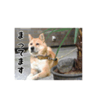僕はあべfet.悟天（個別スタンプ：5）