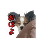 僕はあべfet.悟天（個別スタンプ：7）