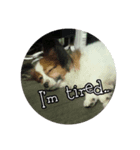 僕はあべfet.悟天（個別スタンプ：8）