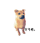 柴犬ちくわくん4（個別スタンプ：4）