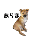 柴犬ちくわくん4（個別スタンプ：6）