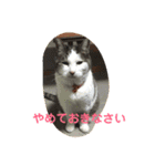 mipo's（個別スタンプ：14）