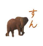 アフリカの仲間たち（個別スタンプ：1）