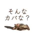 アフリカの仲間たち（個別スタンプ：5）