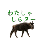 アフリカの仲間たち（個別スタンプ：6）