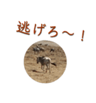 アフリカの仲間たち（個別スタンプ：12）