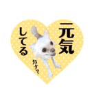 チワワのアリス ②（個別スタンプ：1）