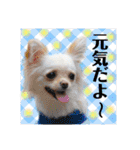 チワワのアリス ②（個別スタンプ：2）