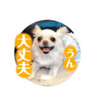 チワワのアリス ②（個別スタンプ：4）