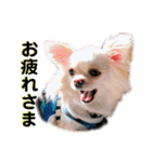 チワワのアリス ②（個別スタンプ：5）