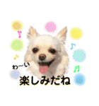 チワワのアリス ②（個別スタンプ：8）