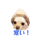 チワワのアリス ②（個別スタンプ：13）