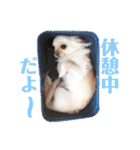 チワワのアリス ②（個別スタンプ：20）