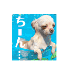 チワワのアリス ②（個別スタンプ：23）