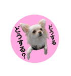 チワワのアリス ②（個別スタンプ：24）