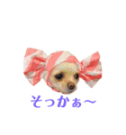 チワワのアリス ②（個別スタンプ：27）