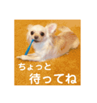 チワワのアリス ②（個別スタンプ：28）