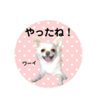 チワワのアリス ②（個別スタンプ：30）